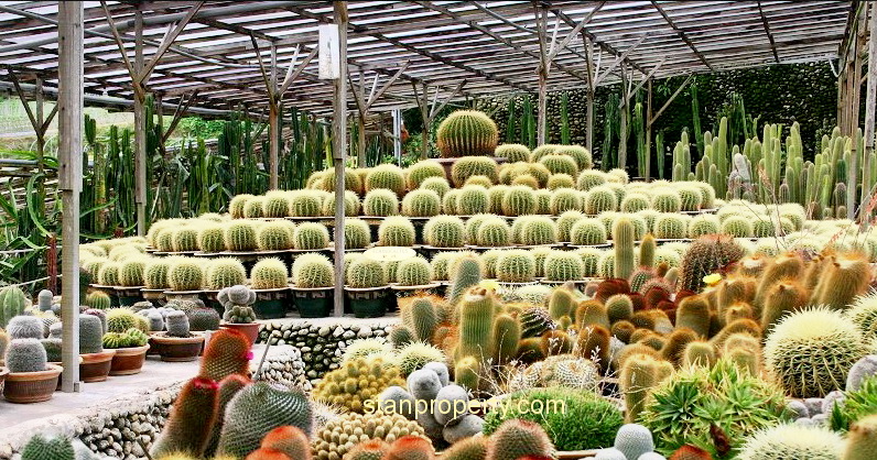 Cameron Highland Bungalow Land